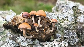 Deconica coprophila_1