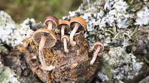 Deconica coprophila_2