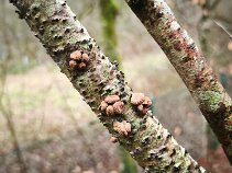 Encoelia furfuracea_1