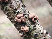 Encoelia furfuracea_2