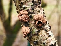 Encoelia furfuracea_3