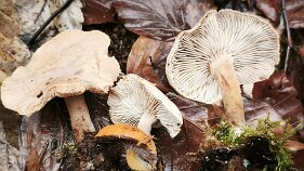 Neolentinus adhaerens_1