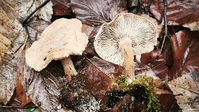 Neolentinus adhaerens_2