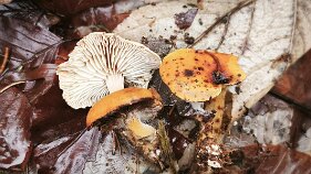 Neolentinus adhaerens_3