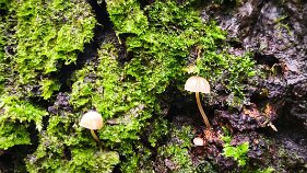 Phloeomana hiemalis_1