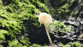 Phloeomana hiemalis_2