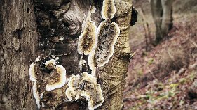 Serpula himantioides_1