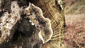 Serpula himantioides_2