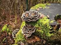 Trametes versicolor_1