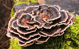 Trametes versicolor_2