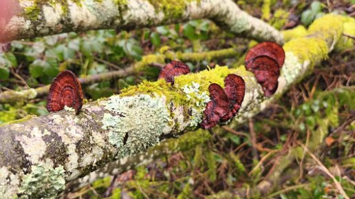 Daedaleopsis tricolor_01