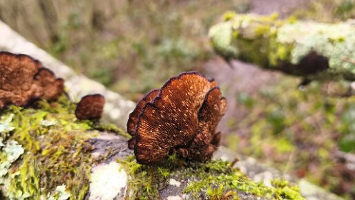 Daedaleopsis tricolor_02