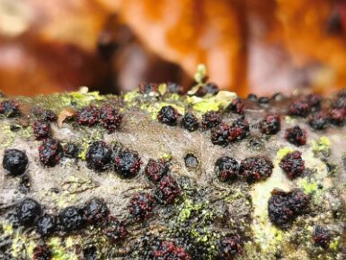 Dialonectria diatrypellicola_01