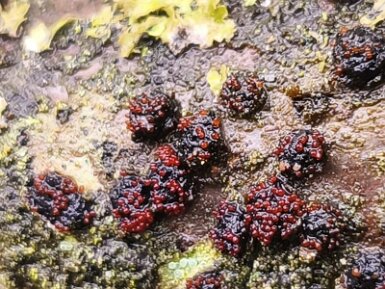 Dialonectria diatrypellicola_02