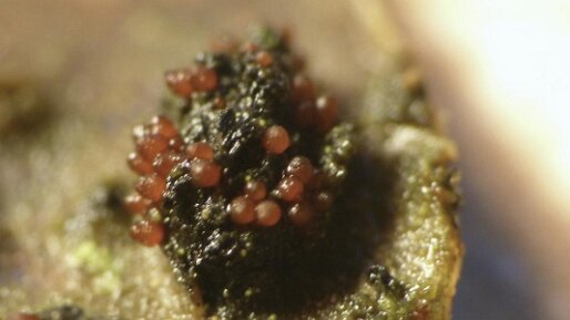 Dialonectria diatrypellicola_04