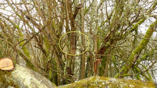 Fomitiporia punctata_01