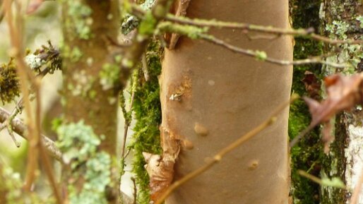 Fomitiporia punctata_02