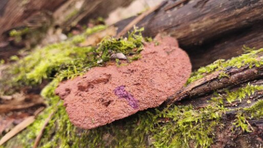 Hapalopilus rutilans_01