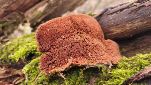 Hapalopilus rutilans_02