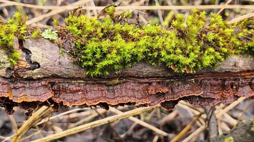 Hydnoporia tabacina_01