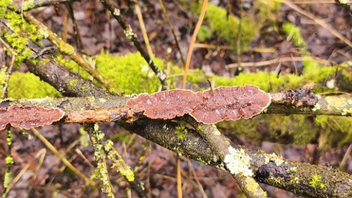 Hydnoporia tabacina_02