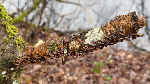 Hydnoporia tabacina_03