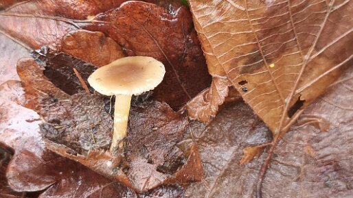 Meottomyces dissimulans_01