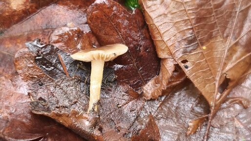 Meottomyces dissimulans_02