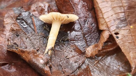 Meottomyces dissimulans_03