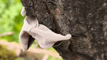 Auricularia auricula-judae_2