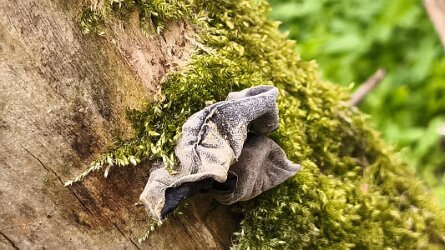 Auricularia auricula-judae_3
