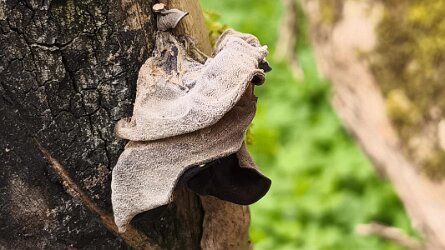 Auricularia auricula-judae_4
