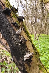 Auricularia auricula-judae_an verbranntem Holz
