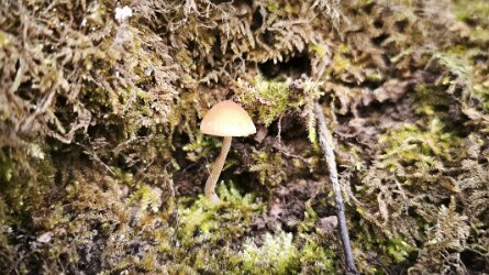 Conocybe ochrostriata