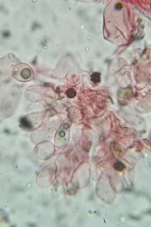 Conocybe ochrostriata_CauloZyst_1