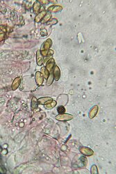Conocybe ochrostriata_ChZyst_1