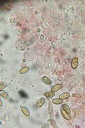 Conocybe ochrostriata_ChZyst_2
