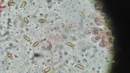 Conocybe ochrostriata_ChZyst_3