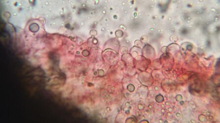 Conocybe ochrostriata_ChZyst_4