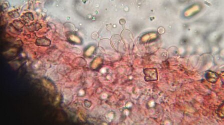 Conocybe ochrostriata_ChZyst_5