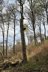 Fomes fomentarius_1